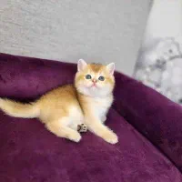 گربه ناز نازی