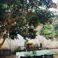 سالندار/ظرفشور
