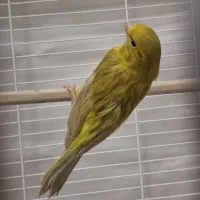 ماده