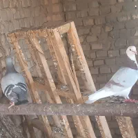 کفتر پلاکی ونرزاجر به شرط جوجه