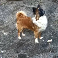 واگذاری پامر اشپیتز نر ۱۴ماه