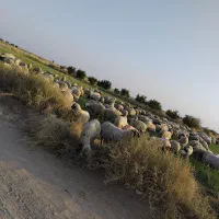 ۴۰ تا میش آبستن فروشی