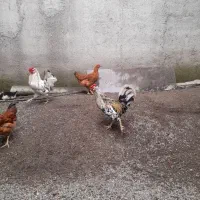 خروس.۴۰تاج‌ریش‌دارزیبا