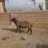 یک‌راس شیشک. نزایده داخل گله بوده