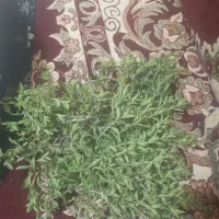 آذربع گل کوفته پودر آذربع عرق اذربع