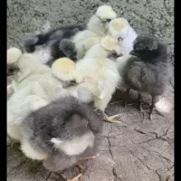 جوجه کاکلی زیبا