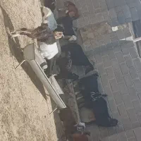 بز داشتی|حیوانات مزرعه|لامرد, |دیوار