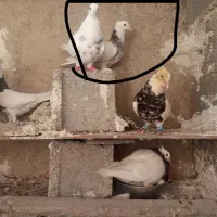کبوتر