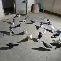 کفتر کبوتر رنگه ساده سینه کله