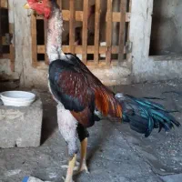 لاری عطیقه