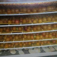دستگاه میوه خشک کن