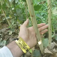 تولید سپیدار تبریزی یک الی یک نیم متری فقط۱۵ هزار