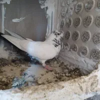 کفتر تهرانی و شهرستانی