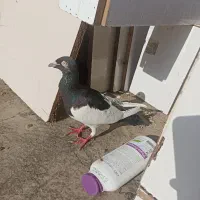 کفتر