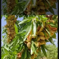 نهال (فروش )  نهال گلدانی  ( ویلاشهر)