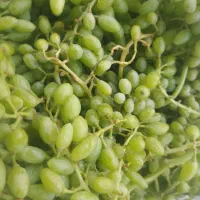 غوره انگور معمولی