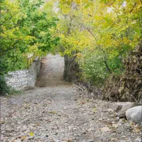 16قصب زمین باغ دلفارد