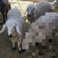 بره