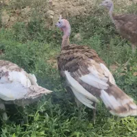 فروش ۷ عددبوقلمون بوربون۶ماهه ودوعددقوغاز اکراینی