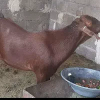 فروش پازن جم
