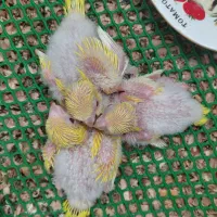 راهب