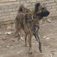 سگ نر