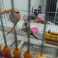 سهره جوجه قفس کوتاه بلند خون جوجه قفس حقه پا