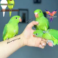جوجه طوطی ملنگو شاه تخم گرینچیک/عروس راهب کوتوله