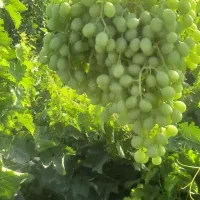 غوره آبدار درجه ۱