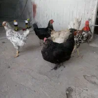مرغ و خروس