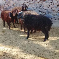 ۲عدد بره ماده ۳۰ تا۳۵ کیلو