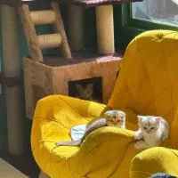 پاسیون خونگی گربه نگهداری امن بدون قفس