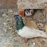 کفتر گله