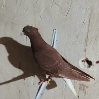 سرخ دمب سفید