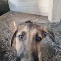 واگذاری سگ دوتا توله نر و ماده