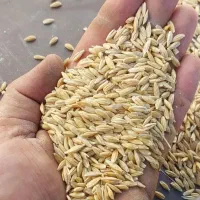 جو دیم درجه یک گونی شده