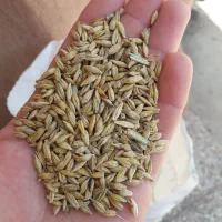 فروش گندم وجو شش پر