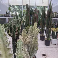 فروشندگی گل و گیاه دهکده ایرانیان