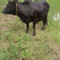 گاو چالوسی