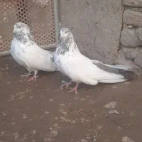 کبوتر کله دمسبز وطوقی