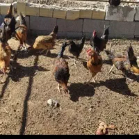 فروش جوجه خروس