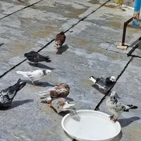 کفتر پرشی سربری کشتنی ۹تا نقشی معاوضه دارم|پرنده|فلاورجان, |دیوار