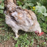 مرغ پرپا تخم گذار