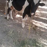 گاو