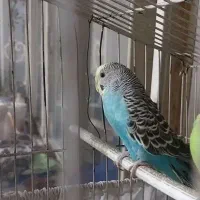 مرغ عشق ماده