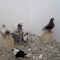 ۱۰۰۰۰۰۰|پرنده|مشهد, امیریه|دیوار