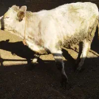 گوساله  نژاد شاروله