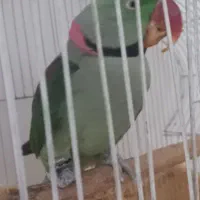 شاه طوطی نر مولد