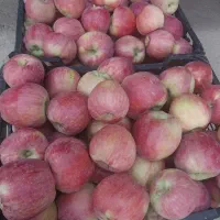 سیب درجه ۱