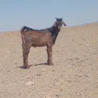 بز غاله نر سانن